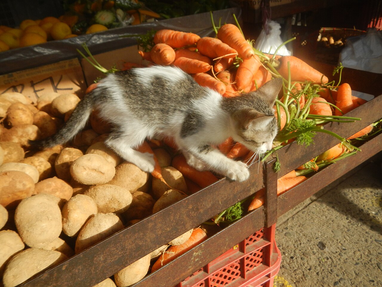 A cat sitting regally on a box with a small purple cushion on top
