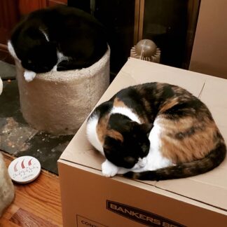 Photo of a cat for The Duchess Cardboard Armchair