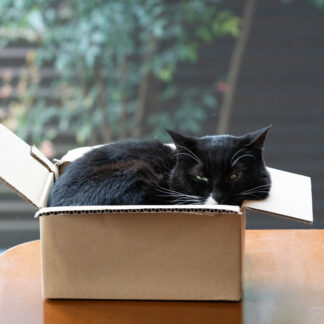 Photo of a cat for Premium Cardboard Box, Artisanal, Previously Sat In