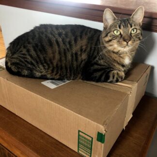 Photo of a cat for Premium Cardboard Box, Artisanal, Previously Sat In