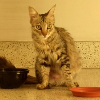 Photo of a cat for Cardboard Cat Bowl Holder, Empty by 6 AM