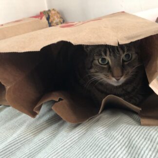 Photo of a cat for Brown Paper Bag, Hand Selected, Crinkle Edition