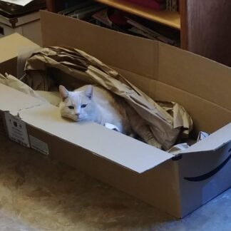 Photo of a cat for Tiny Box, Absurdly Small, Will Still Fit