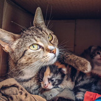 Photo of a cat for Cardboard Castle Starter Kit, Moat Not Included