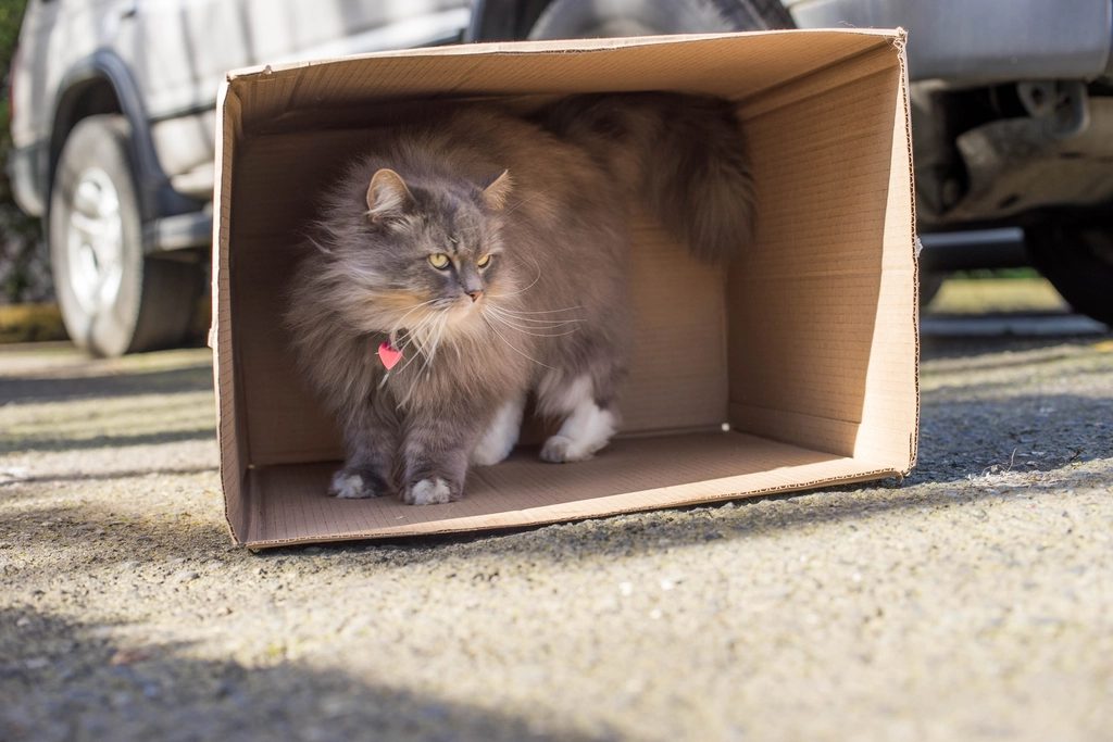 A cat at Cardboard Royale