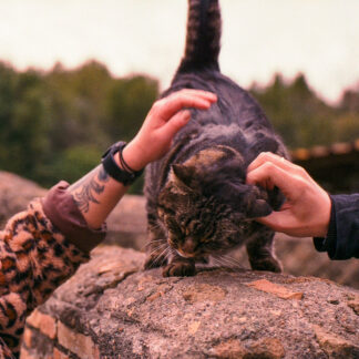 Photo of a cat for Gift Card for Boxes You Already Own