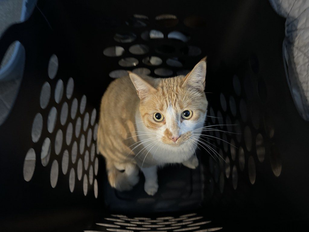 A cat at Cardboard Royale The Classic Carton