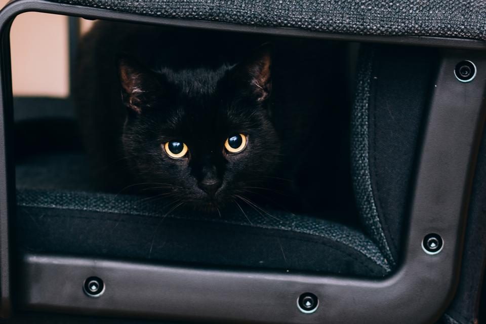 A cat at Cardboard Royale The Executive Suite