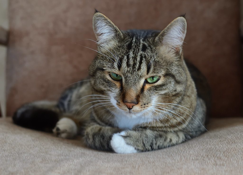 A cat at Cardboard Royale