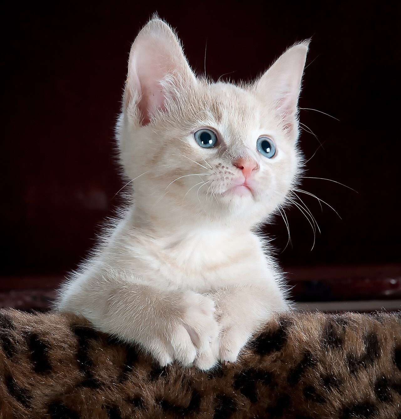 A cat stepping gingerly on a sheet of bubble wrap with suspicion