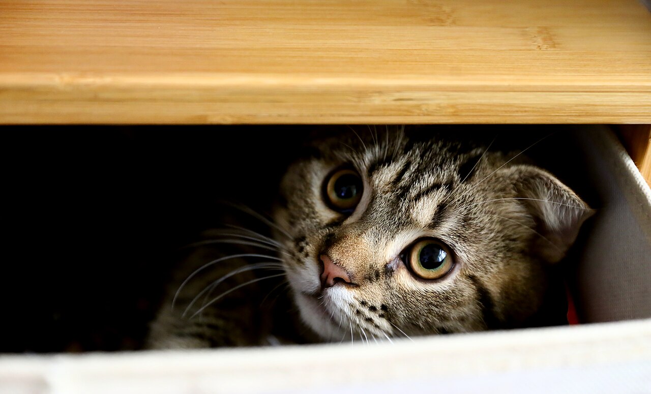 A cat pushing a cardboard box across a polished wooden floor